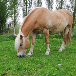 centre-chevaux-quibou