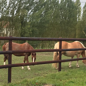 equitation-quibou